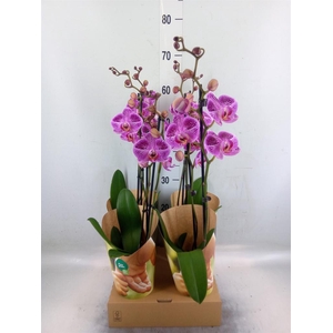 Phalaenopsis   ...rose