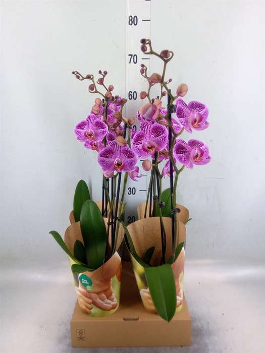 <h4>Phalaenopsis   ...rose</h4>