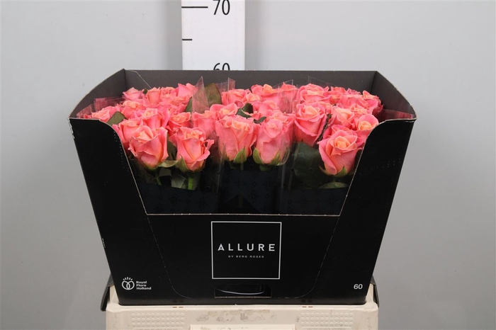 <h4>R Gr Miss Piggy+</h4>