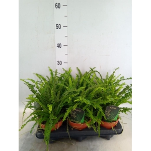 Nephrolepis cord. 'Duffii'