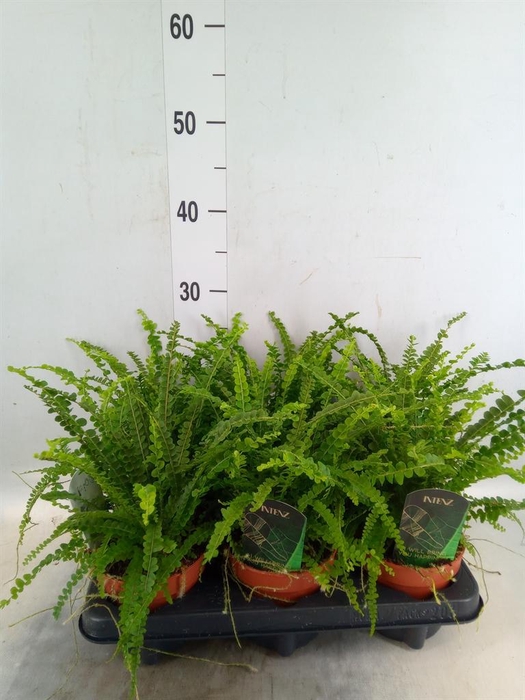 <h4>Nephrolepis cord. 'Duffii'</h4>