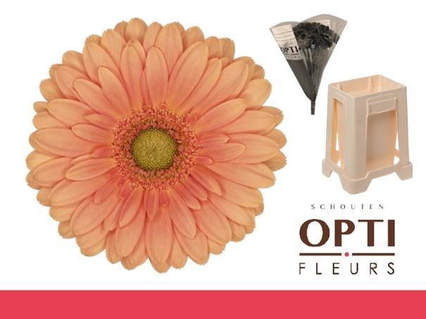 <h4>Germini Cava Water</h4>