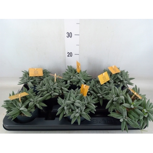 Crassula  'Kraaiepootje'