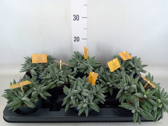 <h4>Crassula  'Kraaiepootje'</h4>