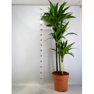 Dracaena frag. 'Janet Craig'