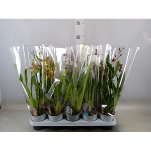 Orchideeen   ...mix