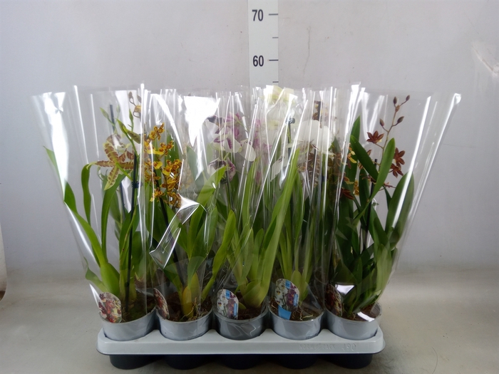 <h4>Orchideeen   ...mix</h4>