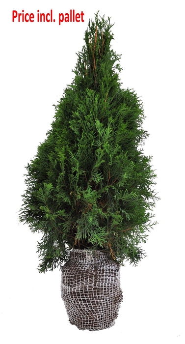 <h4>Thuja occ. Smaragd, plantmaat 80-100 cm - Rondgestoken - KLUIT</h4>