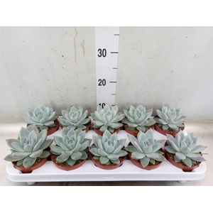 Echeveria colorata