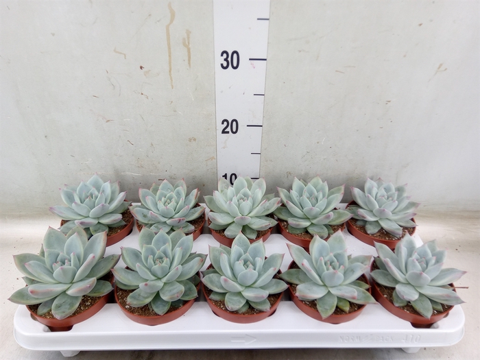 <h4>Echeveria colorata</h4>