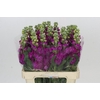 Matthiola Iron Rose