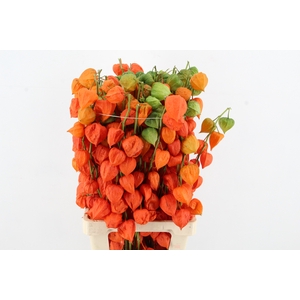 PHYSALIS LAMPION TAK