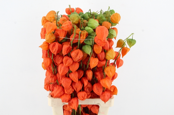 <h4>PHYSALIS LAMPION TAK</h4>