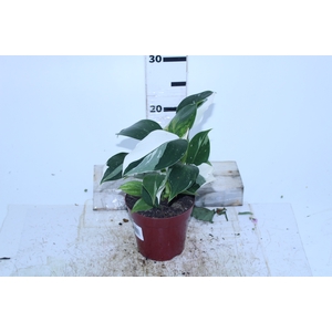 PHILODENDRON WHITE WIZARD P12