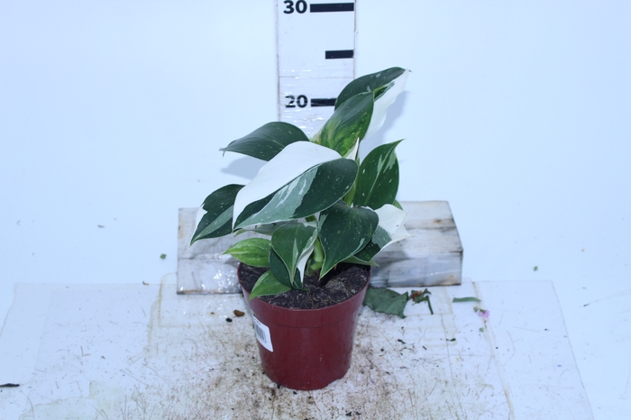 PHILODENDRON WHITE WIZARD P12