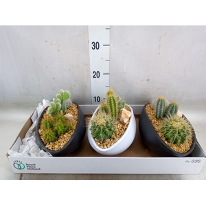 Cactus   ...