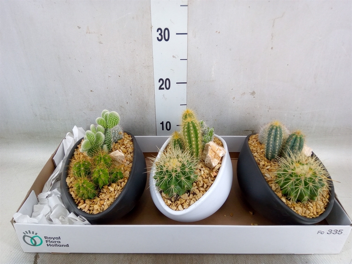 <h4>Cactus   ...</h4>