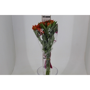 ALSTROEMERIA ORANGE QUEEN 080 CM