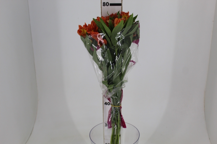 <h4>ALSTROEMERIA ORANGE QUEEN 080 CM</h4>