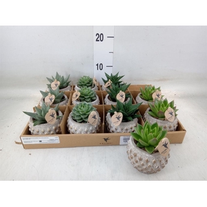 Succulents   ...mix 3