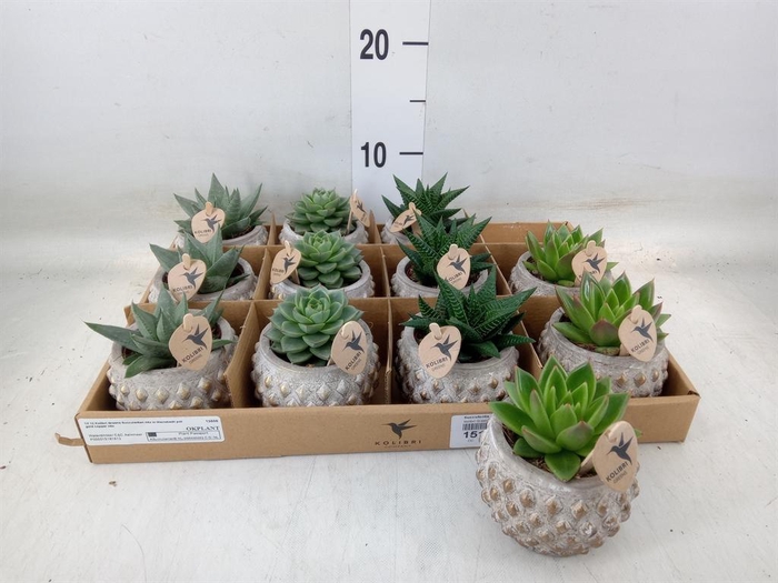<h4>Succulents   ...mix 3</h4>