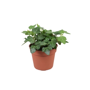 Hedera helix Wonder
