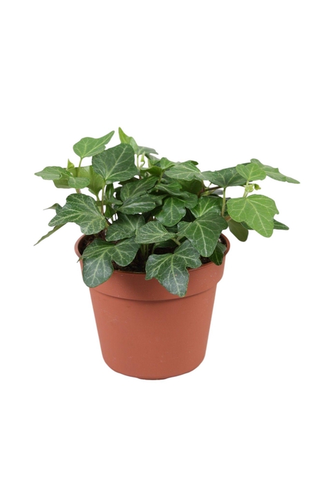 <h4>Hedera helix Wonder</h4>