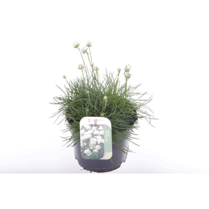 Armeria maritima Alba