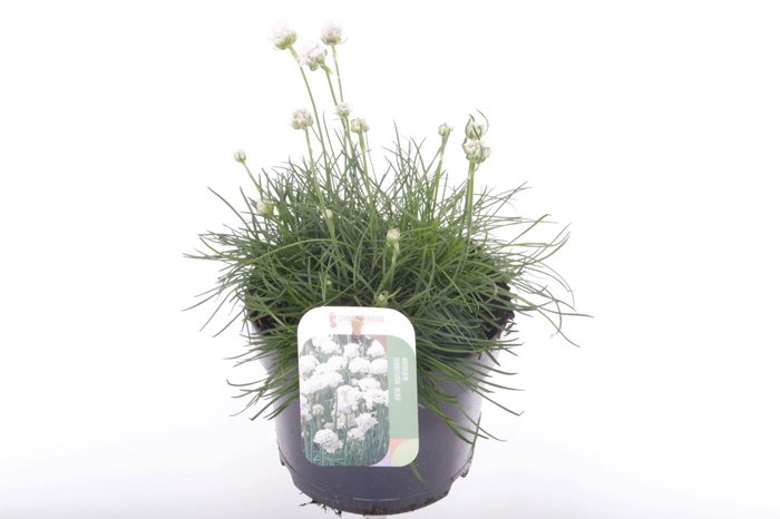 <h4>Armeria maritima Alba</h4>