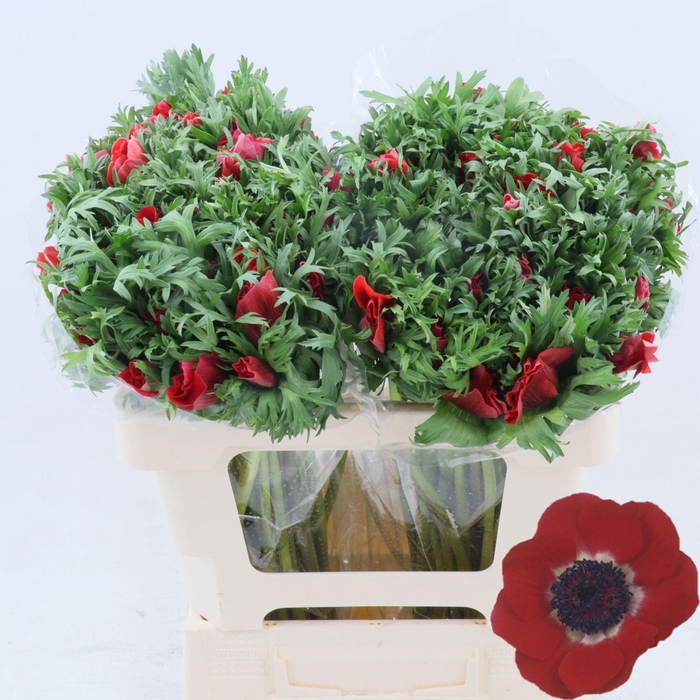 <h4>Anemone Galil Rood</h4>