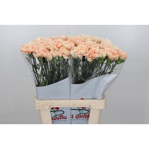 Dianthus St Apple Tea
