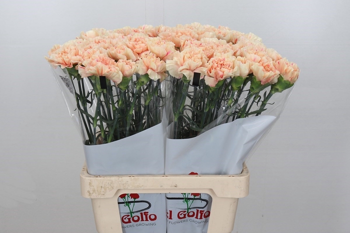 Dianthus St Apple Tea