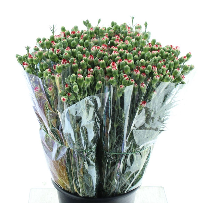 <h4>Di Tr Minueto Red White Super X150</h4>