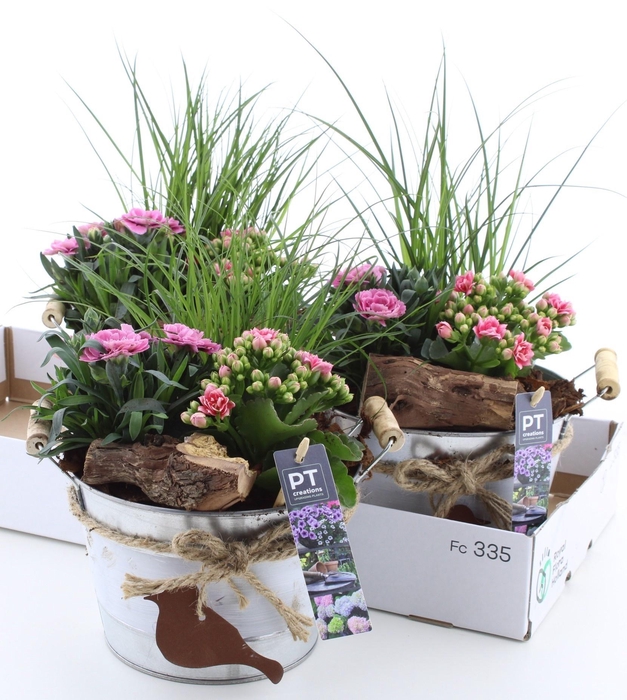 <h4>ARR TUINPLANTEN</h4>