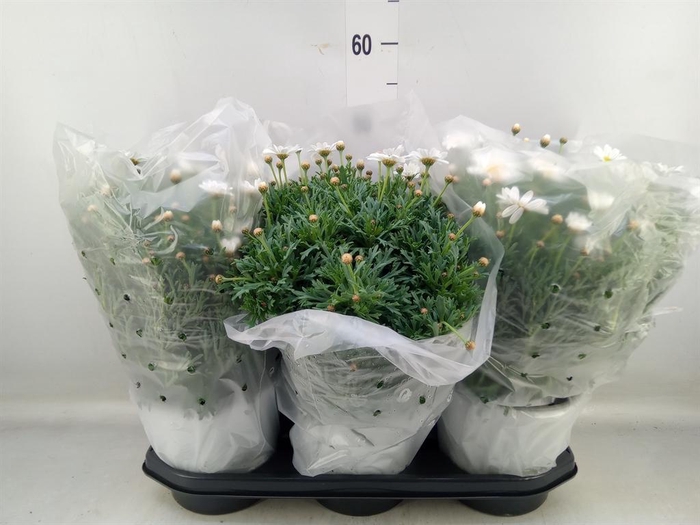 <h4>Argyranthemum   ...</h4>