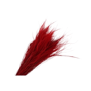 Stipa Pennata Red