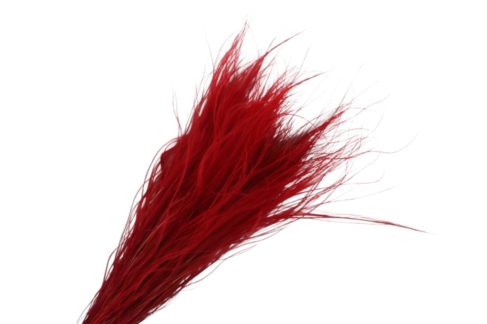 <h4>Stipa Pennata Red</h4>