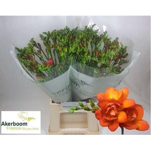 Fr Du Mandarine 22 GR,(NL),MPS A,(10)