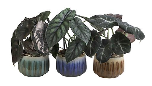 ALOCASIA MIX P10.5  L 65846