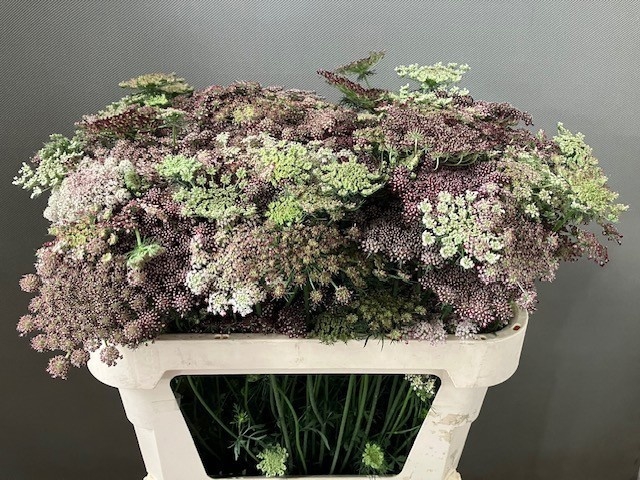 <h4>DAUCUS CAROTA DARA</h4>