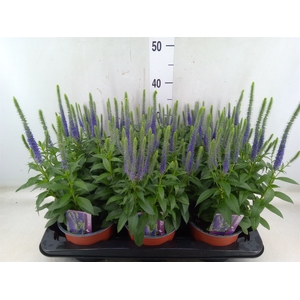 Veronica spicata 'UlsterDwarf Blue'