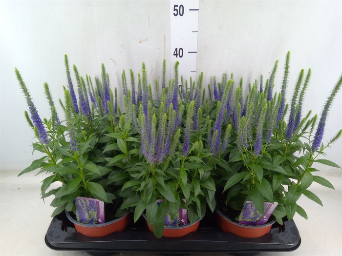 <h4>Veronica spicata 'UlsterDwarf Blue'</h4>