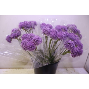 Allium Gladiator X5