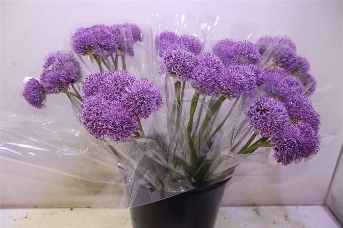 <h4>Allium Gladiator X5</h4>