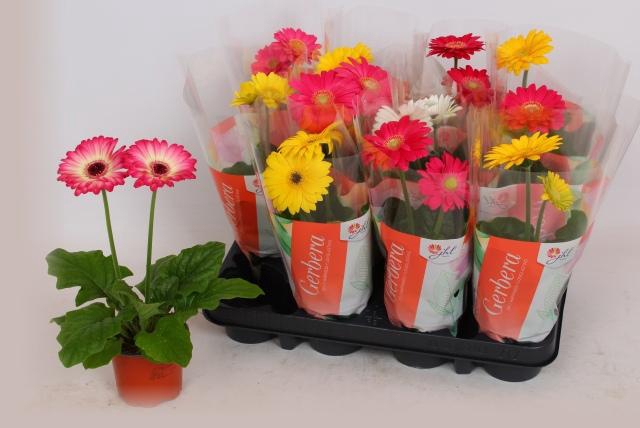 <h4>GER COLOURGAME GEM</h4>