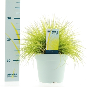 Festuca glauca AmiGold®