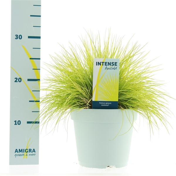 <h4>Festuca glauca AmiGold®</h4>