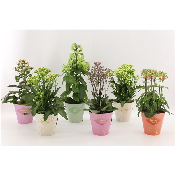 <h4>Kalanchoe Special Mix, minimaal 3 soorten van bijgevoegde foto</h4>