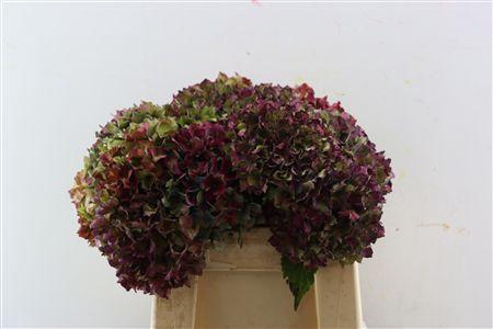<h4>HYDR OV DOORGEKL 35CM</h4>