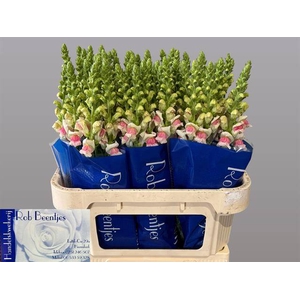 Antir Appleblossom Beentjes